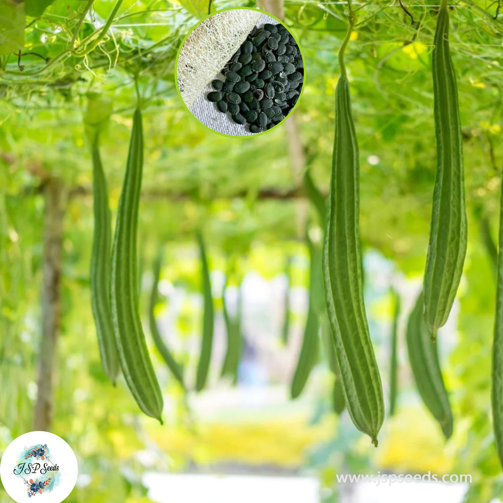 30 Rare Long Luffa Gourd Heirloom Seeds (Vegetable Potted Plants ...
