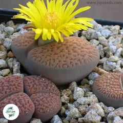 Lithops hookeri mix (Living Stones) / 40 seeds