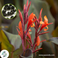 30 Indica Purpurea CANNA LILY Indian Shot Canna Indica Flower Seeds Cannaceae (Asia Flower)