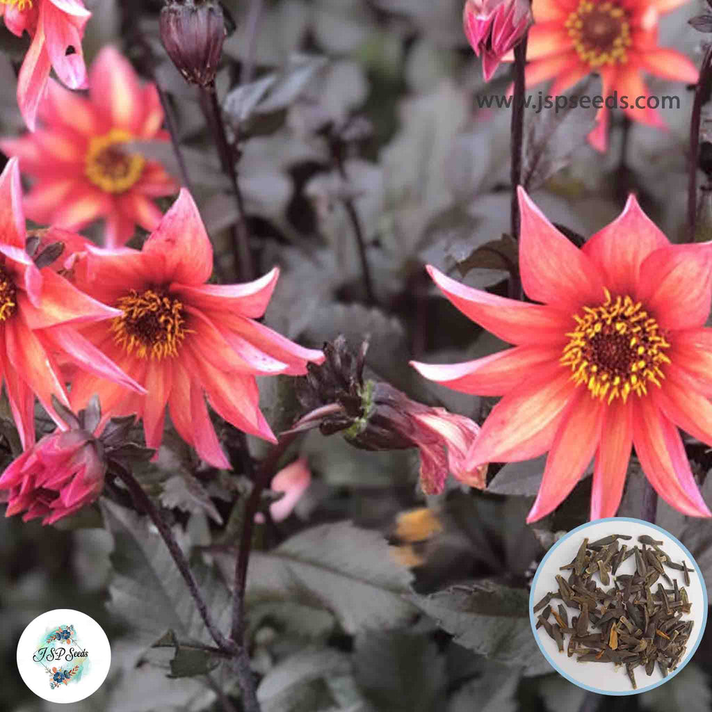 50 Waltzing Mathilda Dahlia Seeds | Flower Garden Potted Plants – JSPSeeds