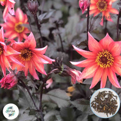 50 Waltzing Mathilda Dahlia Seeds (Flower Garden Potted Plants)