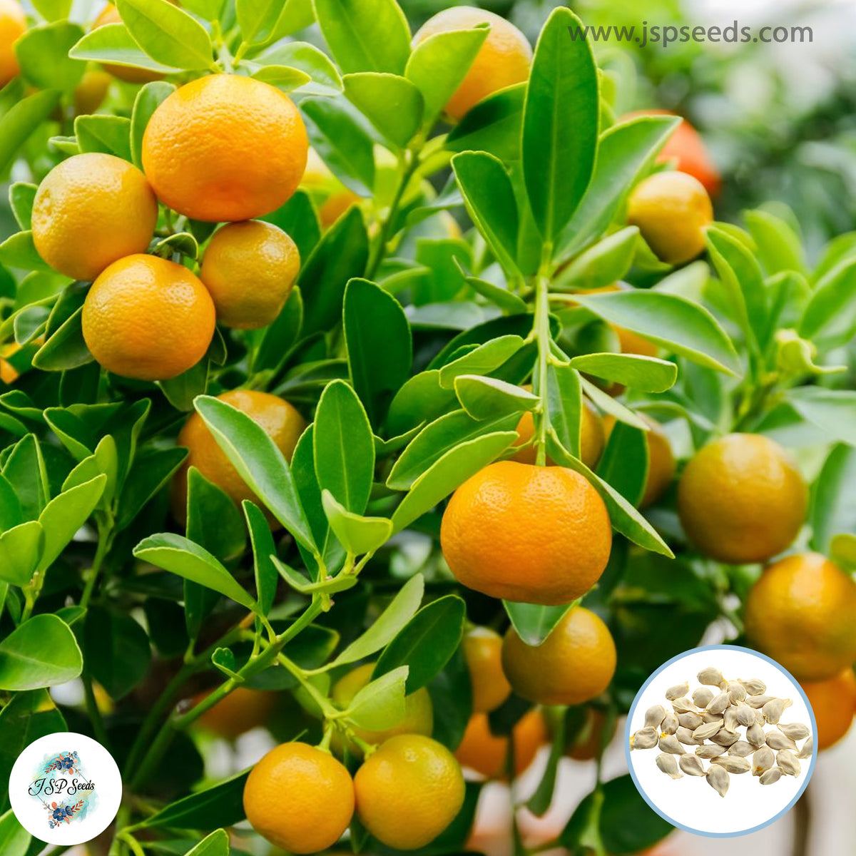 30 Calamondin, Calamondin orange, Chinese orange, Golden lime, Kalamansi lime, Panama orange, Musklime, Philippine lime Seeds (Asia Fruit)