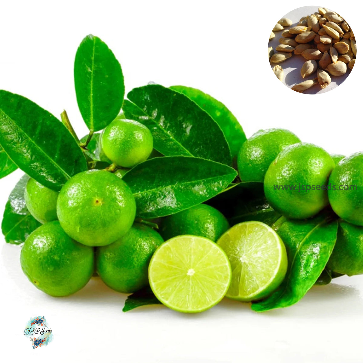 50 Citrus aurantifolia key lime Mexican Lime Seeds (Asia Vegetable)Thai Lemon