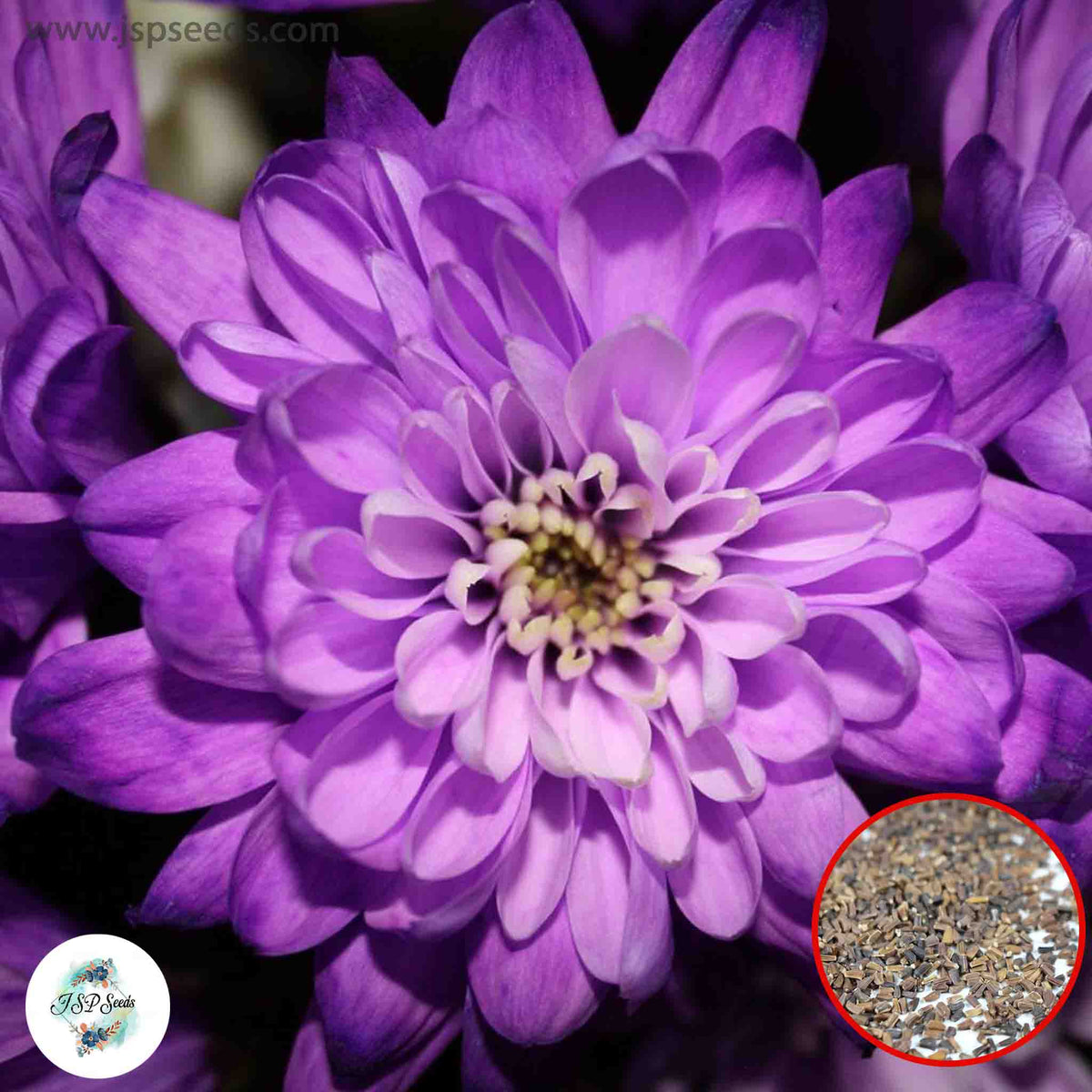 300 Purple Chrysanthemum Puff Aster Perennial Heirloom Flower Seeds