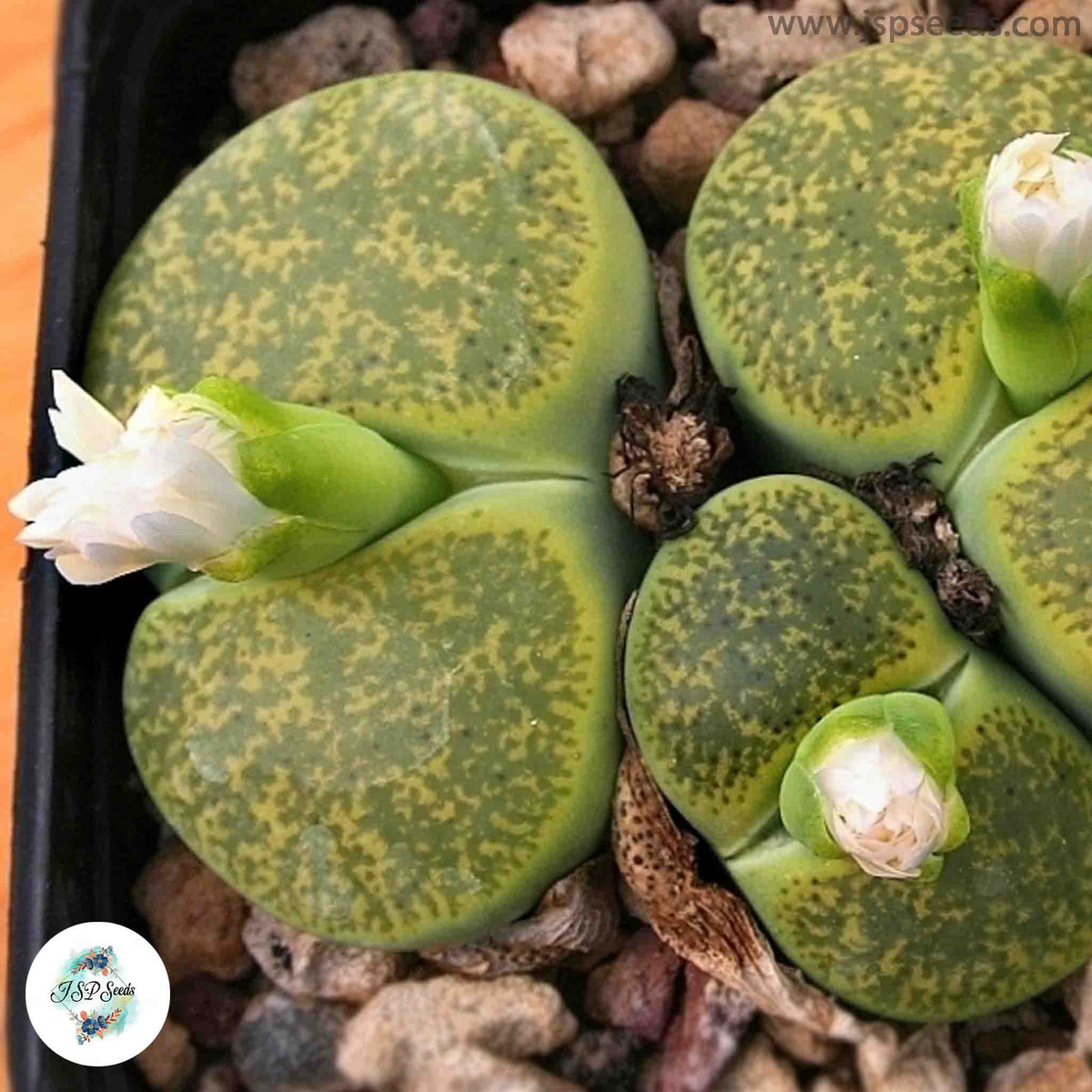 Lithops lesliei ‘Albinica’ [RARE] / 40 seeds