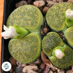 Lithops lesliei ‘Albinica’ [RARE] / 40 seeds