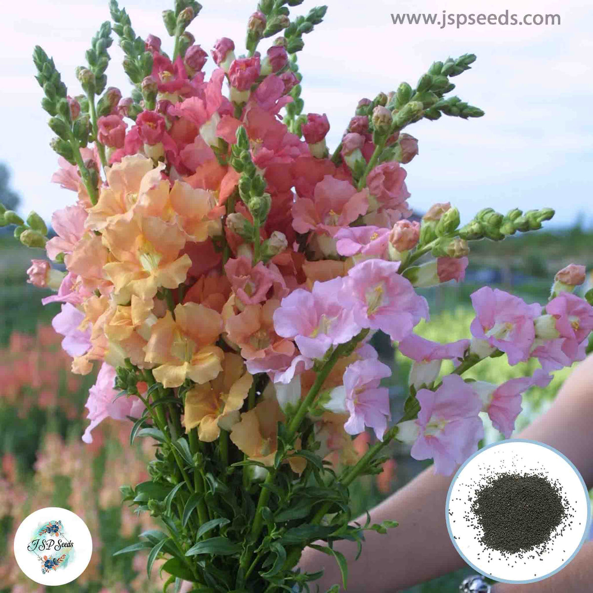 300 Chantilly Snapdragons (Antirrhinum majus) Seeds (Flower Garden Plants)