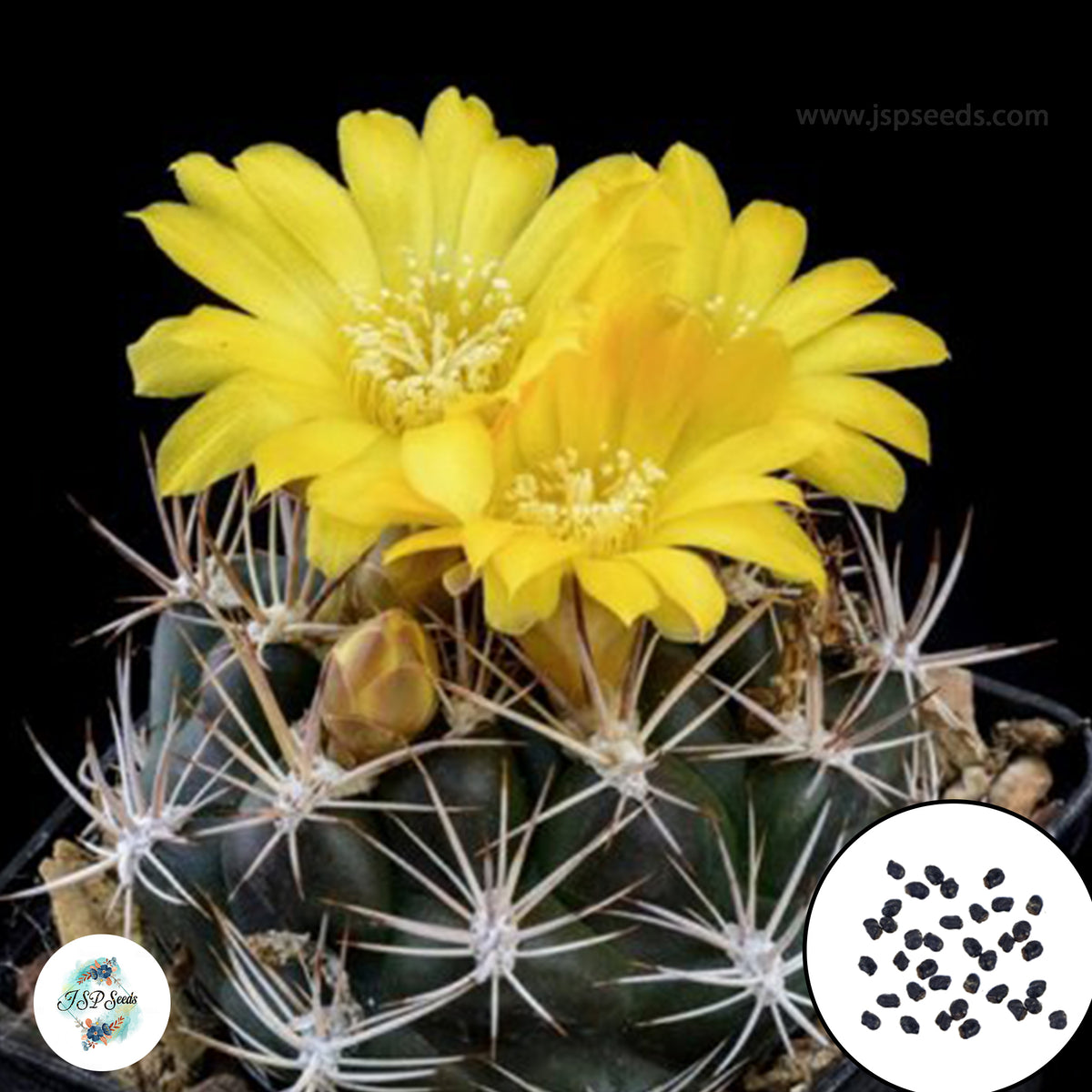 40 Seeds Weingartia longigibba Cactus Succulent seeds