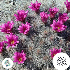 40 Seeds Echinocereus stramineus Cactus Succulent seeds