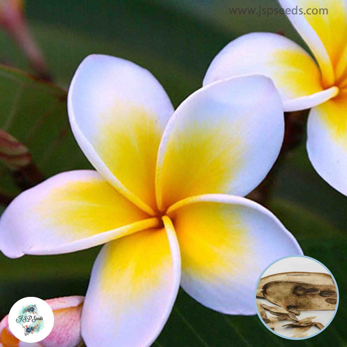 20 Thai Nawaratree Plumeria Rubra (Frangipani) Seeds Fresh Flower New Seeds