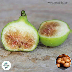 30 Conadria Ficus Carica Seeds Fig Seeds Tropical Bonsai Rare Fruit Seeds