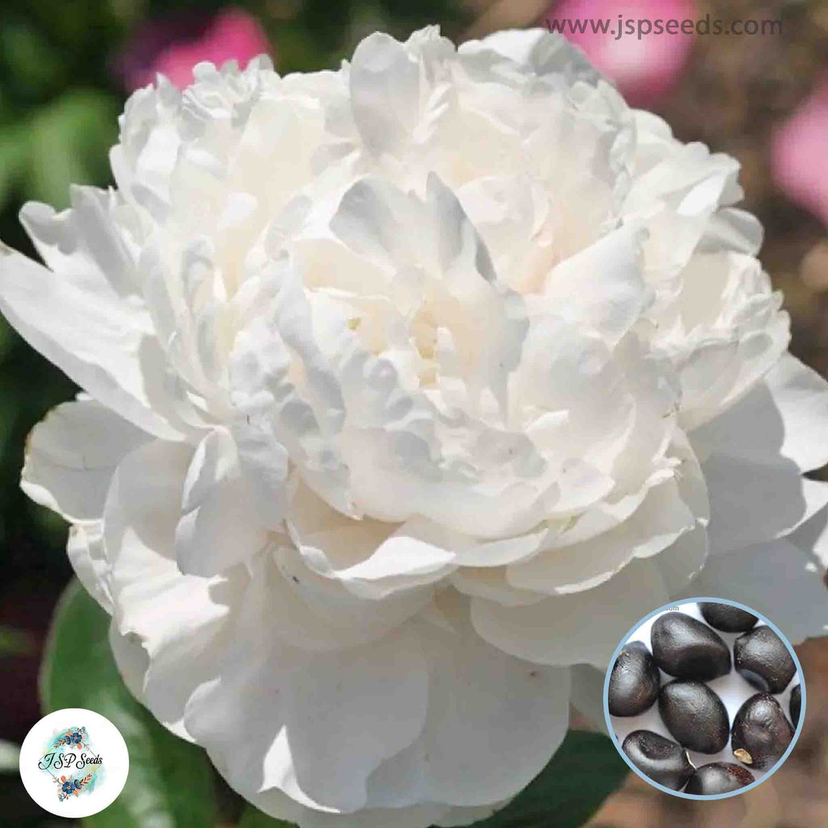 20 Class Act Peony Paeoniaceae Paeonia suffruticosa Lucky Flower Seeds