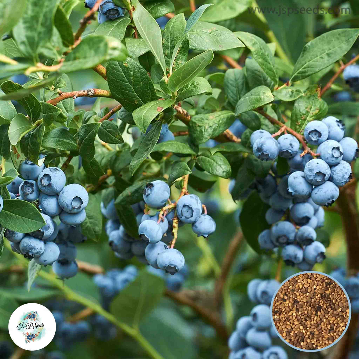 50 Blueberry Seeds (Fruit) heirloom, organic, non-GMO