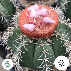 40 Seeds Melocactus Matazanus Cactus Succulent seeds