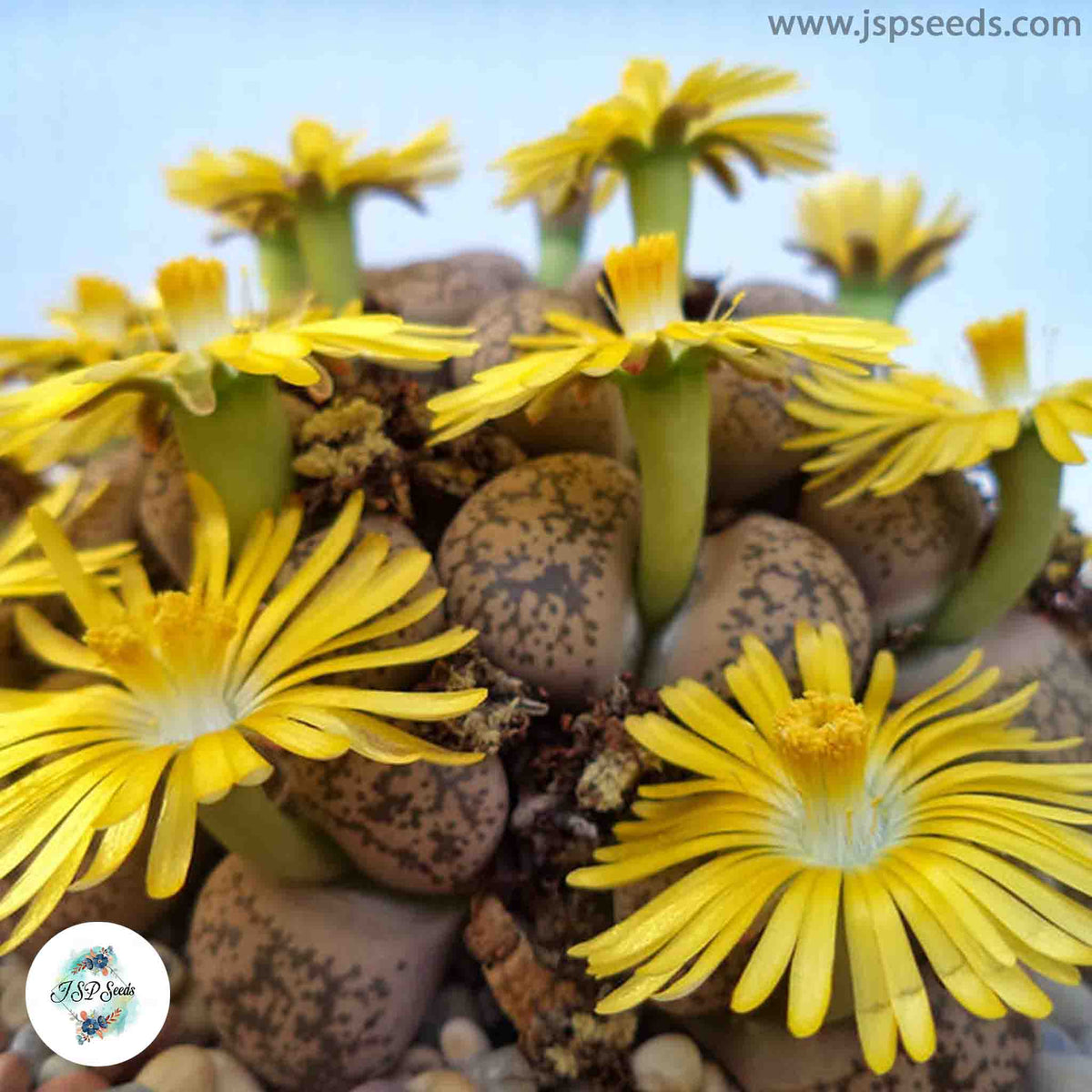 Lithops gesinae [RARE] / 40 seeds