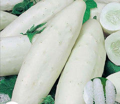 100 White Cucumber Plant Courtyard Garden Heirloom Seeds (Vegetable Potted Plants)