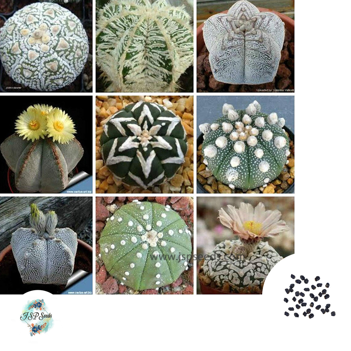 40 seeds Ariocarpus Mix (L)  Cactus Succulent seeds