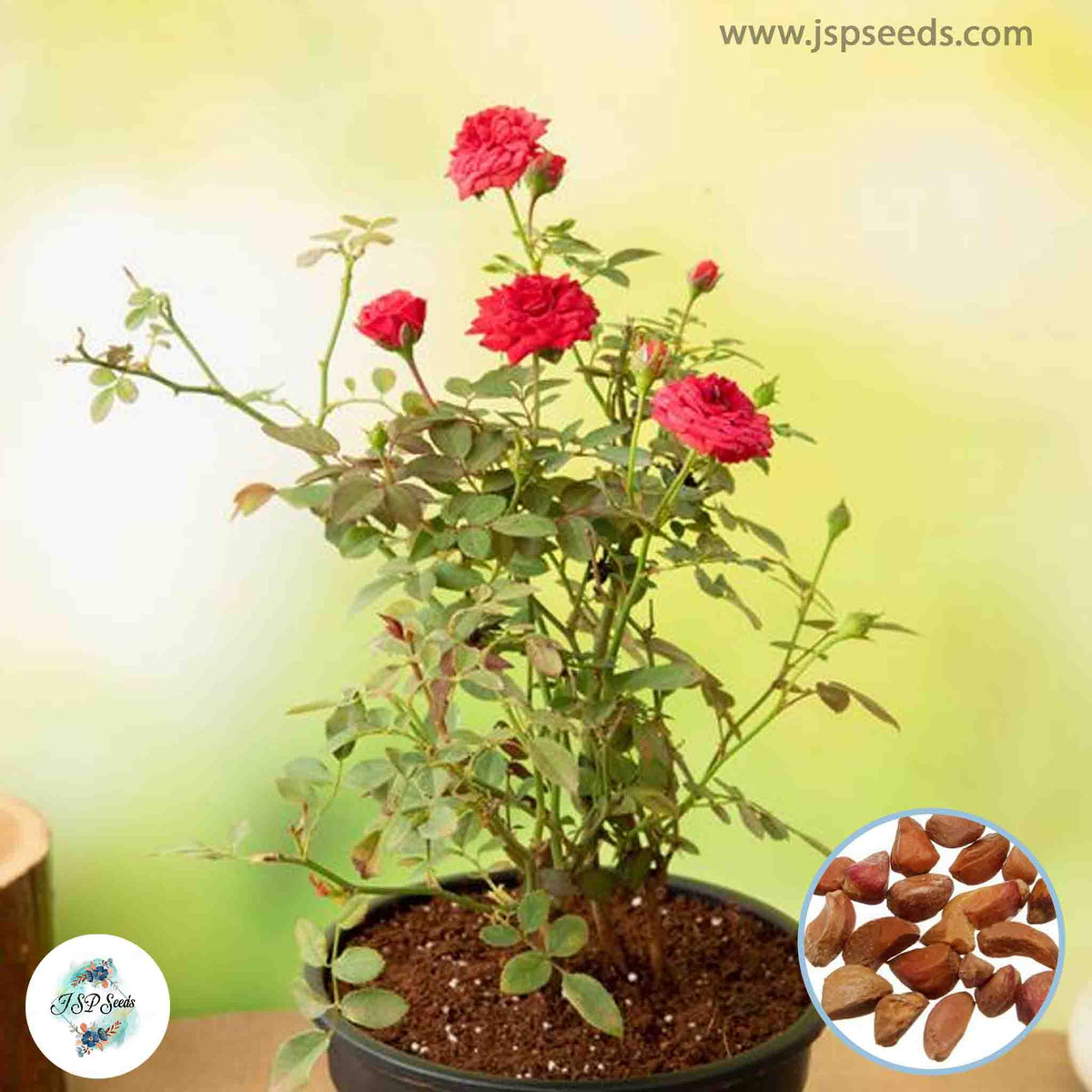 50 Heirloom Thai Red Mini Miniature Rose Rosa bush Fragrant flower Bonsai Garden Seeds