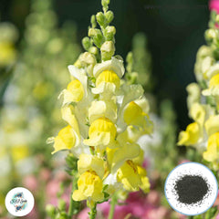 300 Topper Snapdragons (Antirrhinum majus) Seeds (Flower Garden Plants)