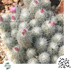 40 Seeds  Escobaria tuberculosa Cactus Succulent seeds