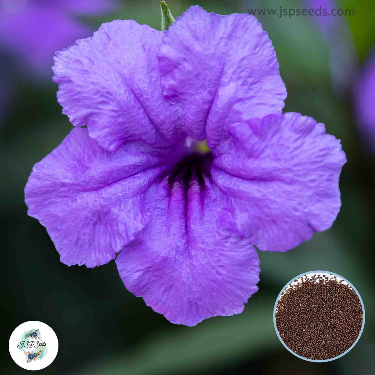 30 Purple Ruellia tuberosa, Waterkanon Thai herbs Seeds