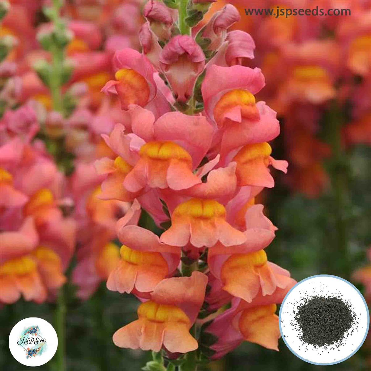 300 Potomac Snapdragons (Antirrhinum majus) Seeds (Flower Garden Plants)