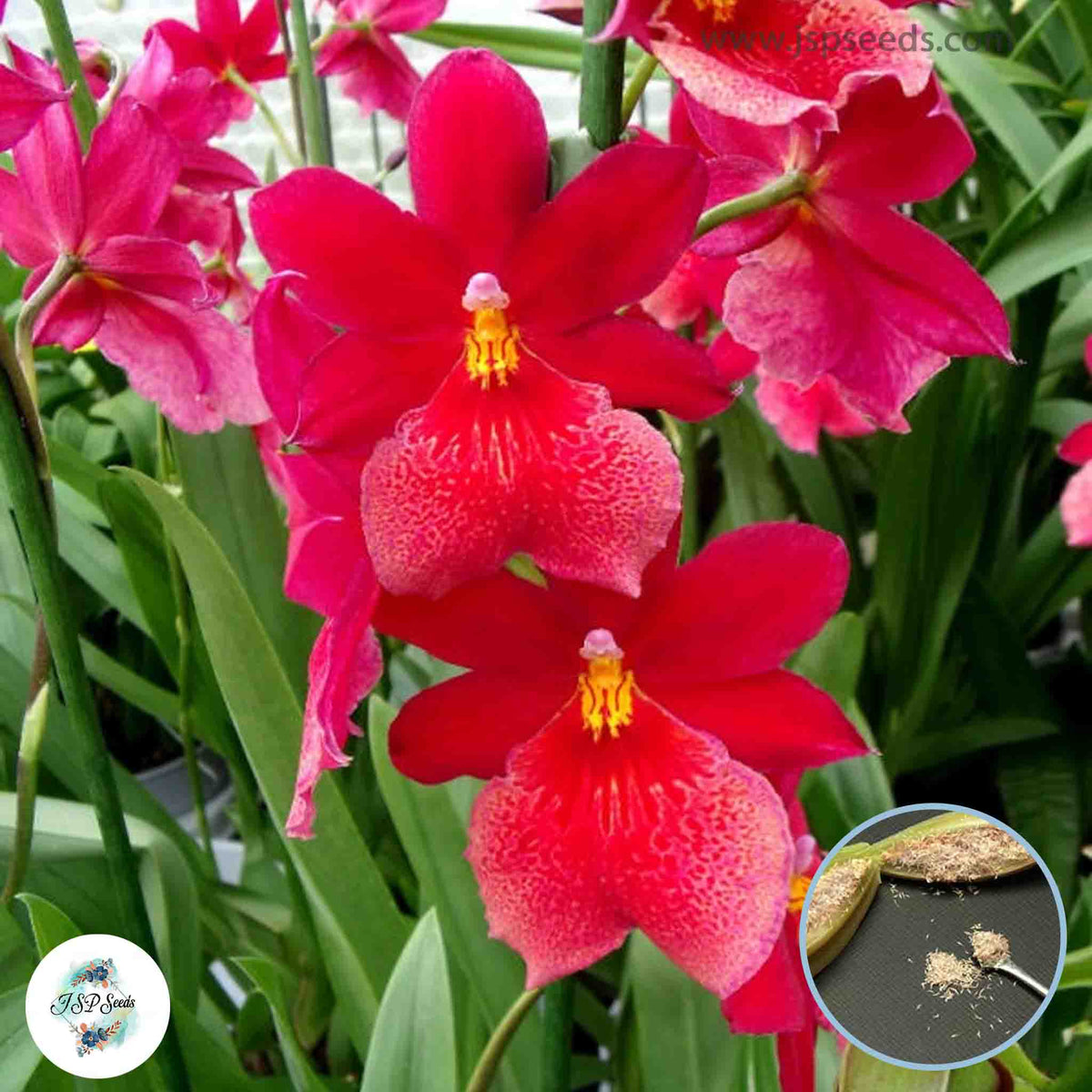 50 Red Cambria Orchid flower Seeds (Flower Garden Potted Plants)Thailand Orchids