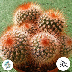 40 Seeds Mammillaria spinosissima v. rubispina Cactus Succulent seeds