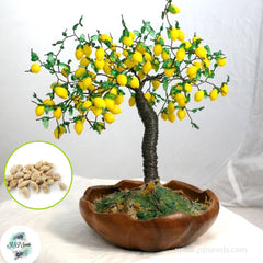 30 Lemon Tree Bonsai Plants Delicious Dwarf Fruit Planting Potted Home Garden To Seeds