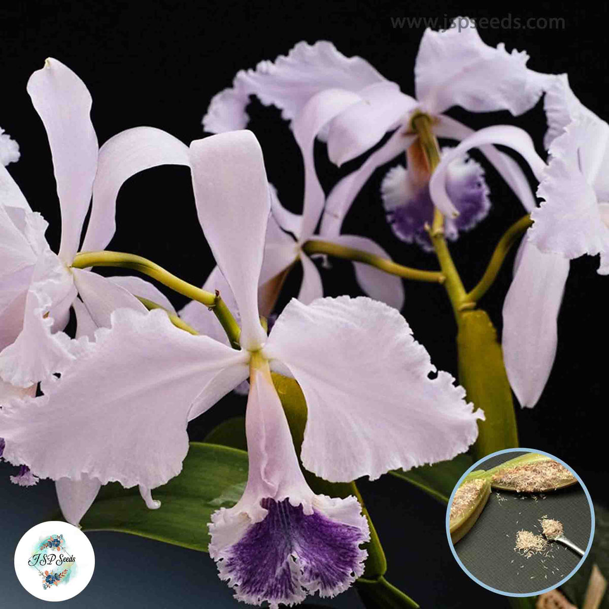 50 Light Sky Cattleya Orchid flower Seeds (Flower Garden Potted Plants)Thailand Orchids