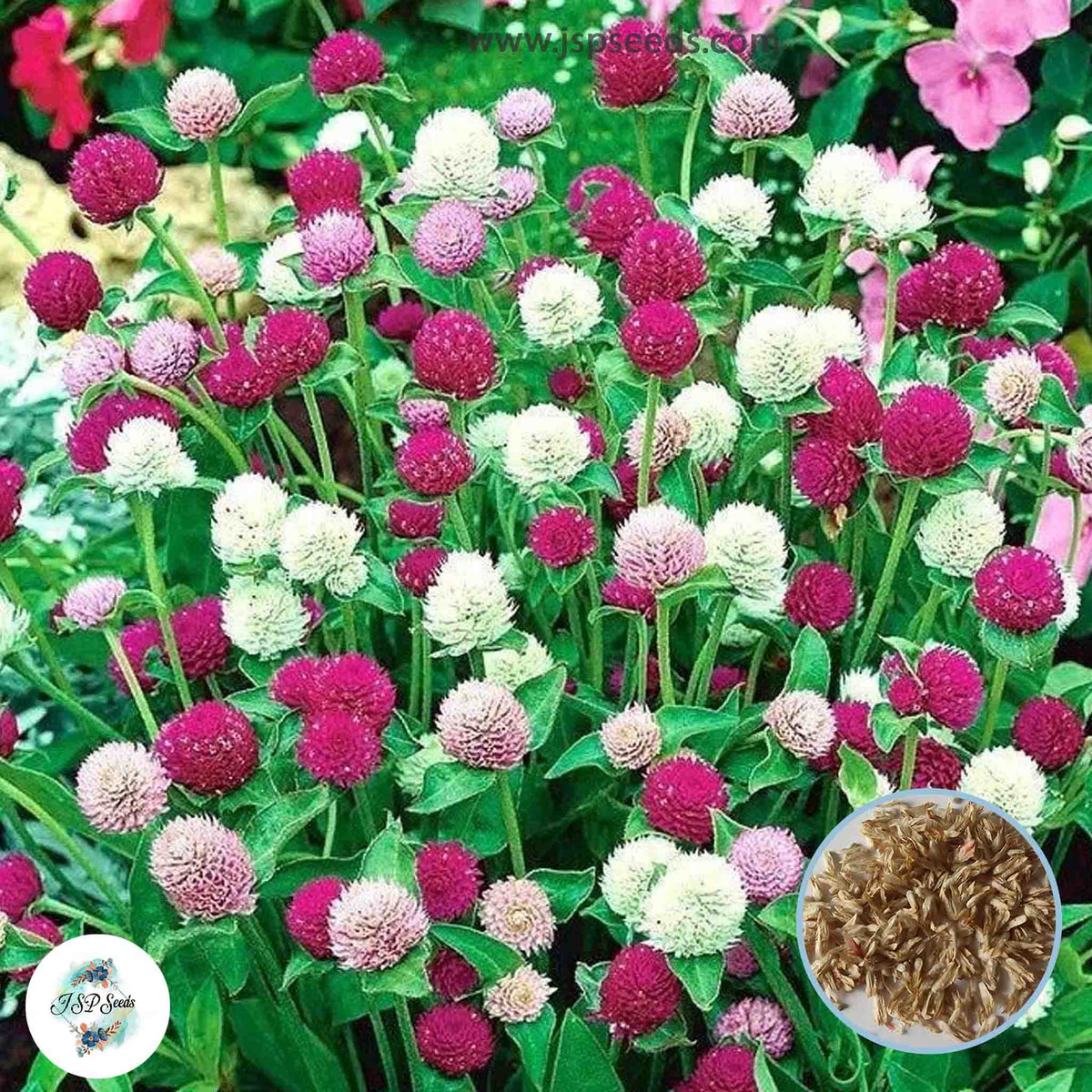 200 Mix Globe Amaranth Bachelor Button (Gomphrena haageana) Seeds (Asia Flower)