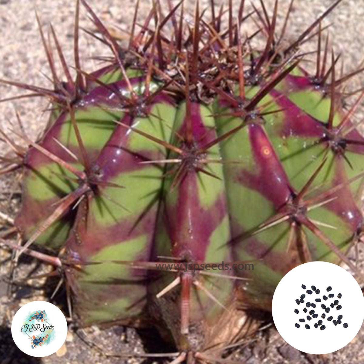 40 Seeds Echinocactus grandis Cactus Succulent seeds