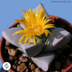 Schwantesia loeschiana (RARE Living stones) / 40 seeds