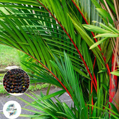 20 Cyrtostachys renda red sealing wax palm lipstick palm Seeds