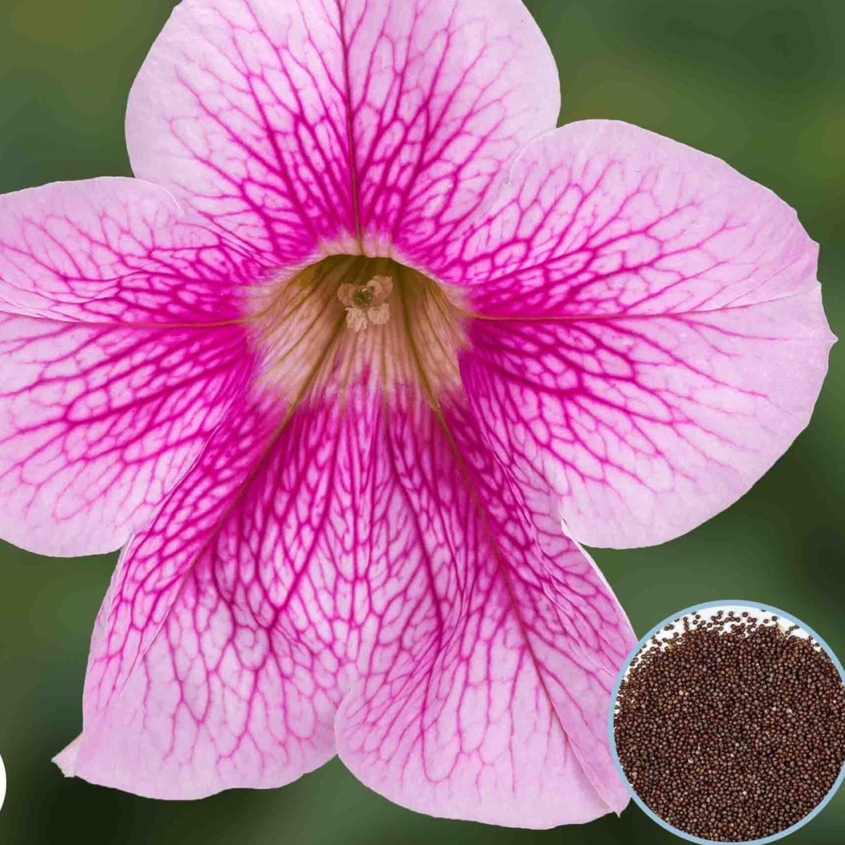 1000 Pink Sanguna Petunia Seeds Grandiflora, Multiflora, Milliflora Perennial Flowers Annual Seeds (Flower)