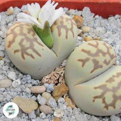 Lithops julii ssp fulleri v brunnea C179 / 40 seeds (Living Stones)