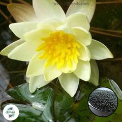 50 Thai Heirloom Mini Lotus Water lily flower Bonsai Seeds Water Plants (Original Thai Seeds) 004