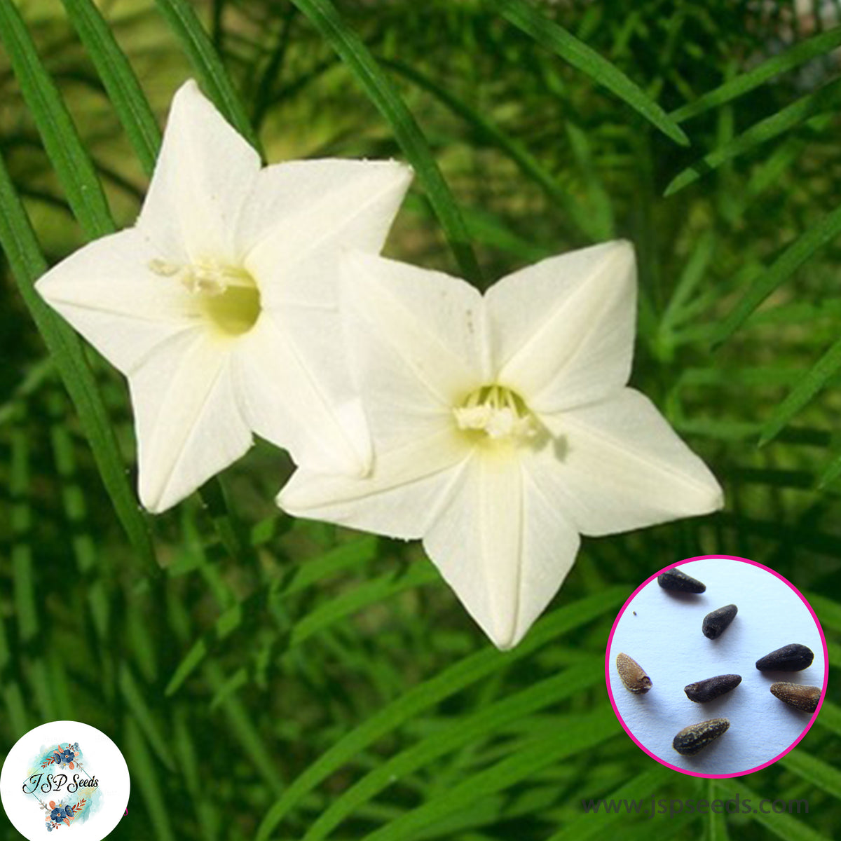 30 Star Ipomoea quamoclit Akashamulla Seeds Rare White Star Glory Flower cypress Vine