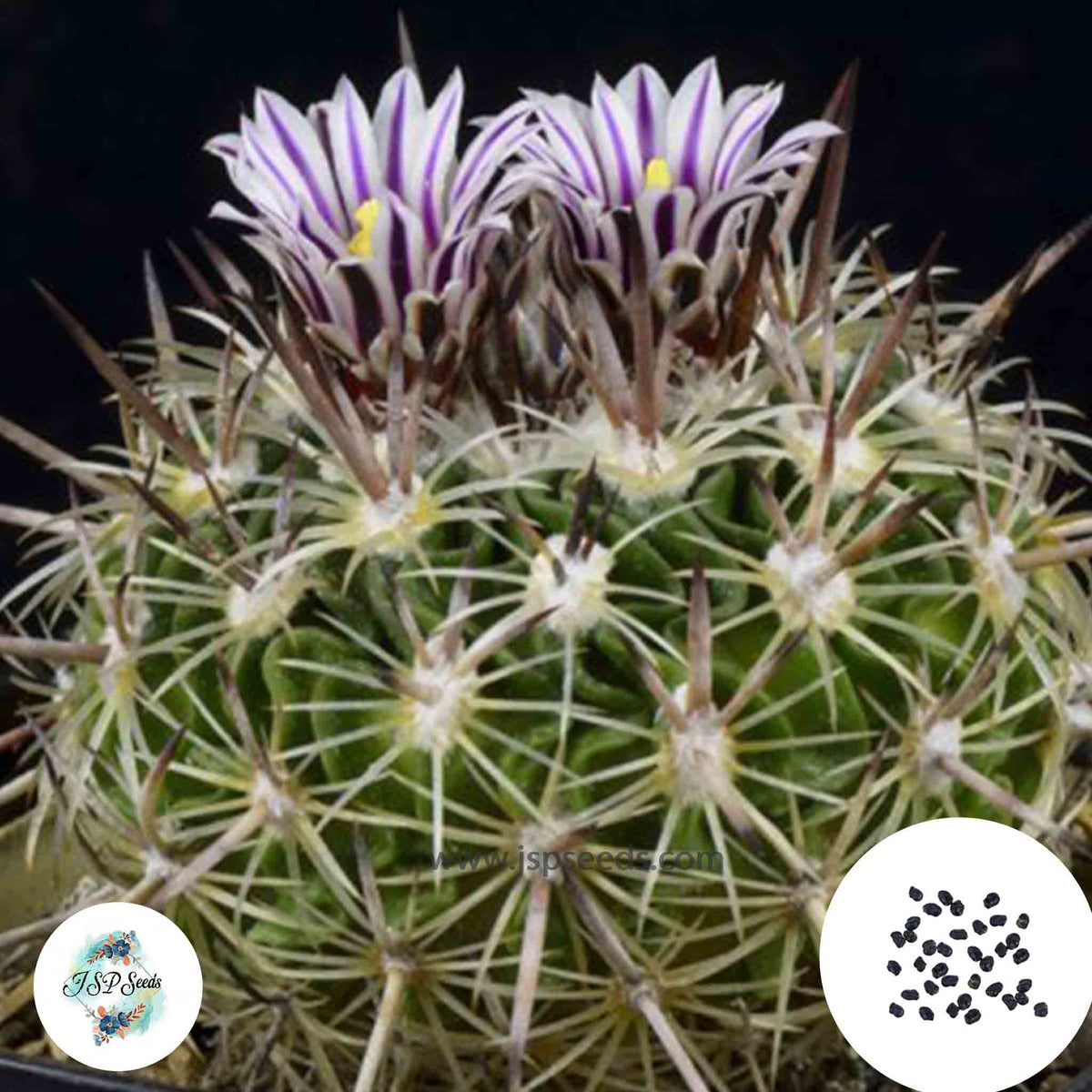 40 Seeds Echinofossulocactus zacatecasensis Cactus Succulent seeds