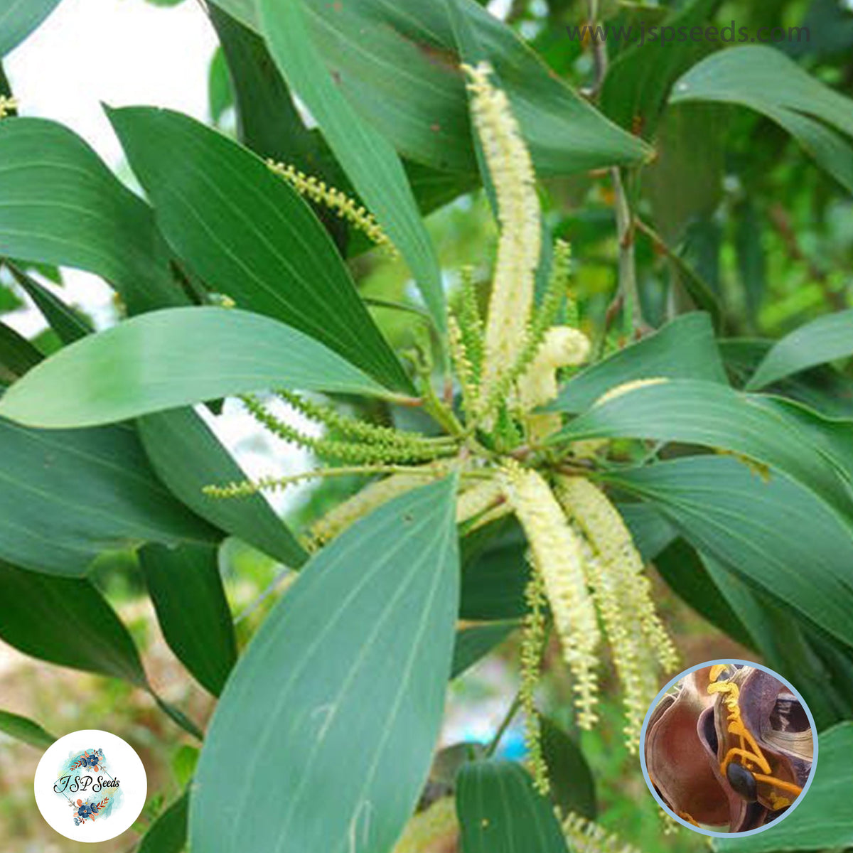 50 Brown Salwood, Forest mangrove, hickory wattle, Mangium wattle, Sabah Salwood Seeds