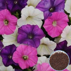 1000 Mix Shock Wave Petunia Seeds Grandiflora, Multiflora, Milliflora Perennial Flowers Annual Seeds (Flower)