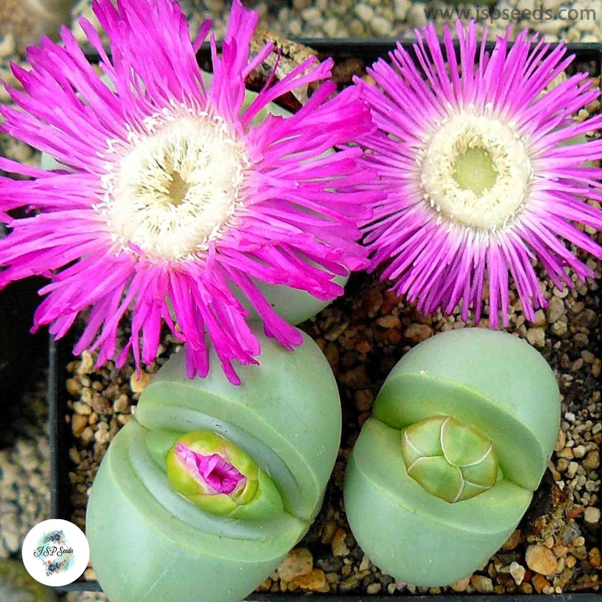 Argyroderma pearsonii / 40 seeds per pack