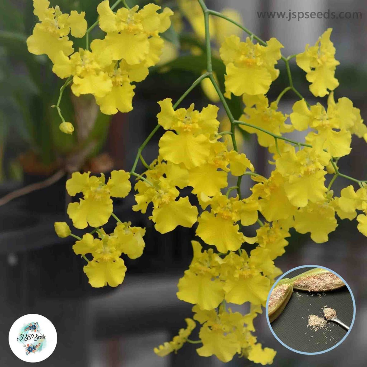 50 Yellow Oncidium Orchid flower Seeds (Flower Garden Potted Plants)Thailand Orchids