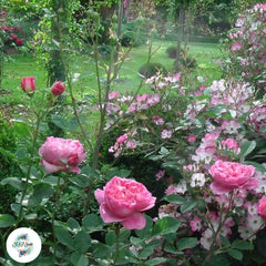 50 Heirloom Boscobel English Rose flower Bonsai Garden Seeds