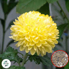 300 Yellow Chrysanthemum Puff Aster Perennial Heirloom Flower Seeds