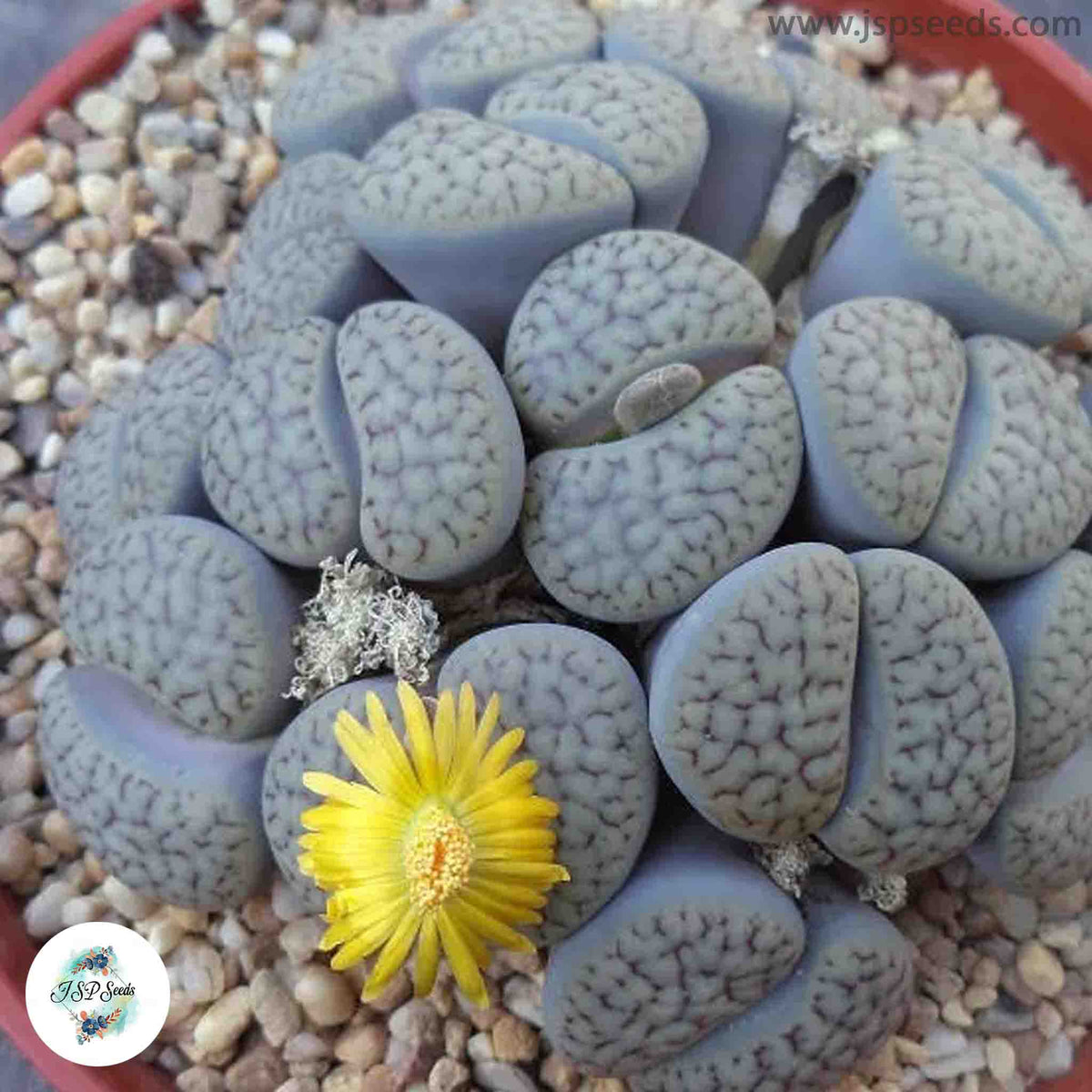 Lithops hookeri v Susannae C091 (RARE Living Stones) / 40 seeds