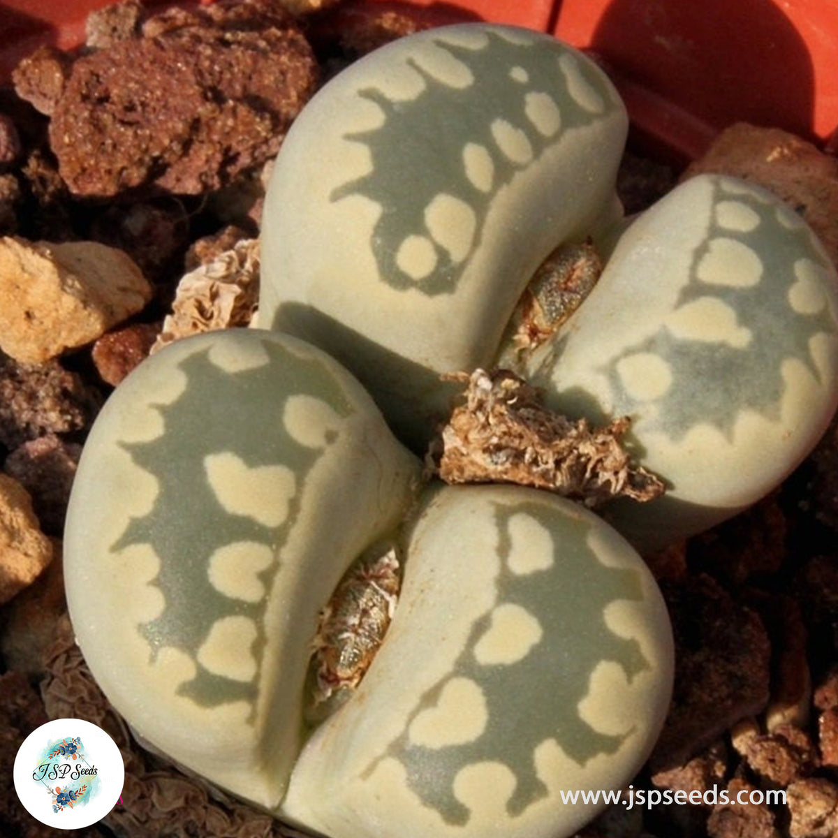 Lithops otzeniana C128 / 40 seeds (Living Stones)
