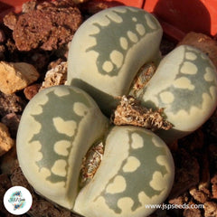 Lithops otzeniana C128 / 40 seeds (Living Stones)