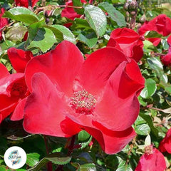 50 Heirloom Red Japanese Rose Ruga Rugosa Perennial Fragrant flower Bonsai Garden Seeds