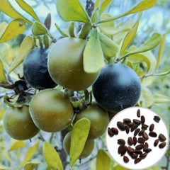 100 Diospyros mollis Griff Reliable seeds, Ebony tree wood Black